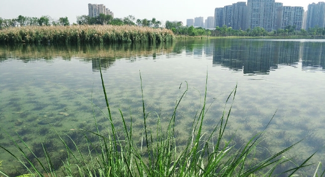 錦城湖水生態治理“水下森林”