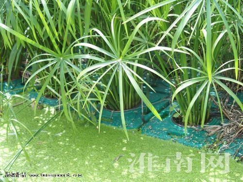 淮南采用人工浮島培植水生植物修復水體治污防污