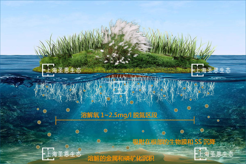 水生植物及浮動系統凈水原理