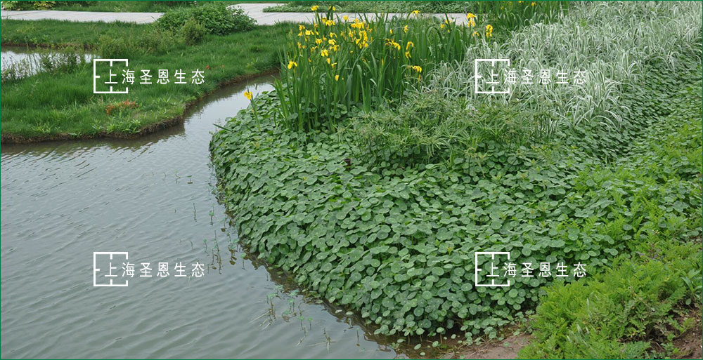 水生植物及浮動系統表面全覆蓋植物，凈水能力比傳統浮島提高5倍以上